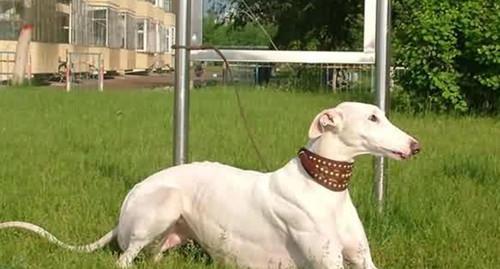 Training methods of greyhound