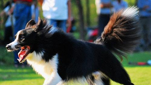 Training of dog's family defense movement