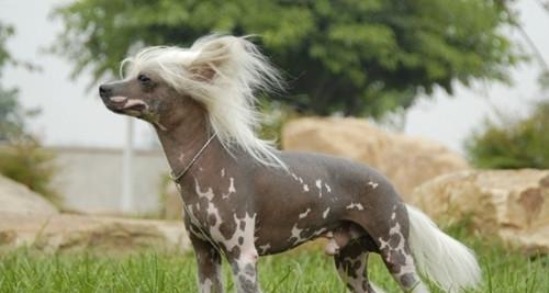 Training points of chinese crested