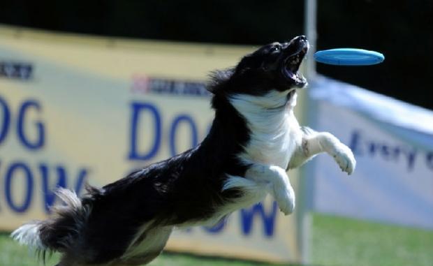 Training points of dog playing Frisbee