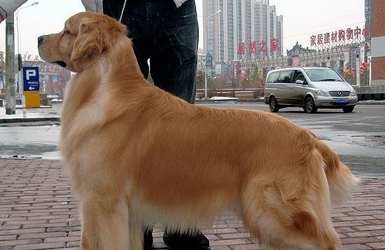 Training points of golden retriever's accompanying and sitting