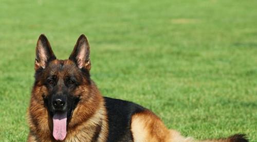Training Time and Methods of German Shepherd Dogs