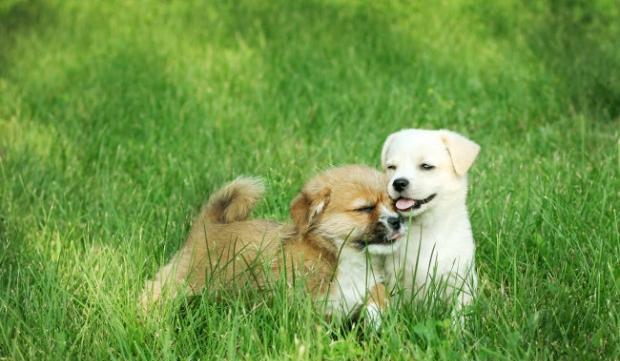 Treatment methods for preventing dog mites and skin diseases caused by mites