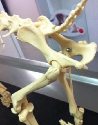 Treatment of canine hip dysplasia