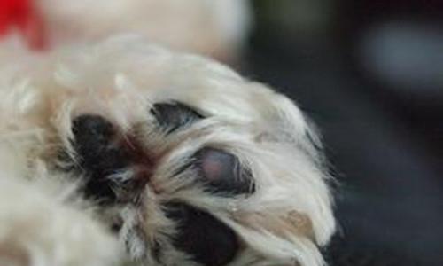 Treatment of dog's foot injury