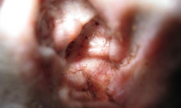 Treatment principles for dog ear mites