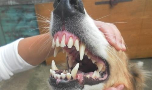 Trilogy of dog periodontal disease