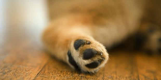 Understanding dog paws and its misunderstanding.