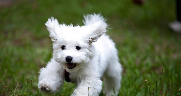 Vaccination schedule and name description of bear dog.