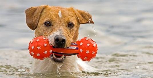 Ways to make a dog a good swimmer