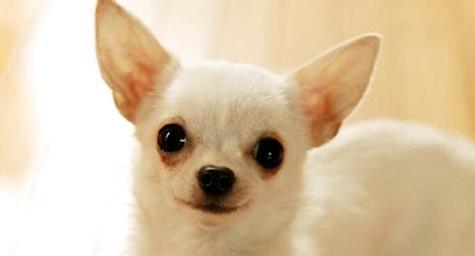 What about Chihuahua's calcium deficiency? What does Chihuahua eat to supplement calcium?