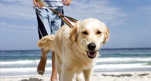 What about dog urinary incontinence? Solution to dog urinary incontinence