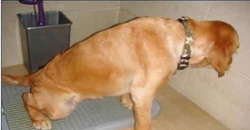 What about dog urinary tract infection? Symptoms of dog urinary tract infection