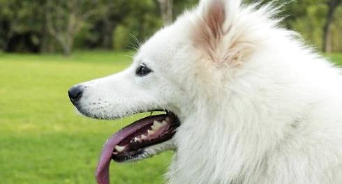 What about Samoyed anorexia? I'll teach you five tricks to improve Samoyed anorexia.