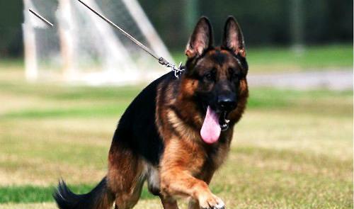 What are German Shepherds afraid of?