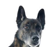 What are the abnormal behaviors of older dogs?