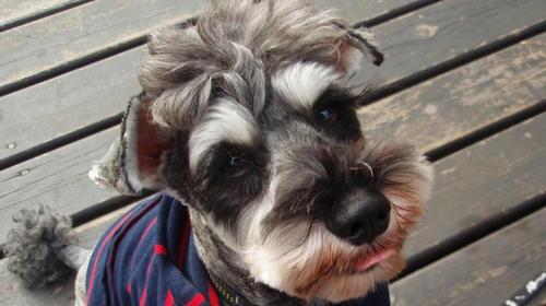 What are the common diseases of Schnauzer?