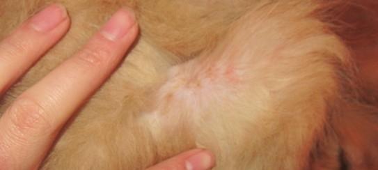 What are the common skin diseases of pet dogs?