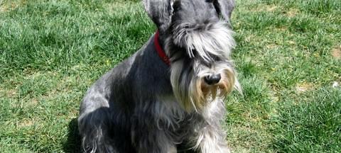 What are the dog's bad habits that easily make Schnauzer puppies sick?