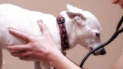 What are the dog physical examination items? Dog physical examination strategy