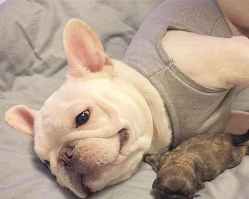 What are the embarrassing and headshot periods of French Bulldogs?