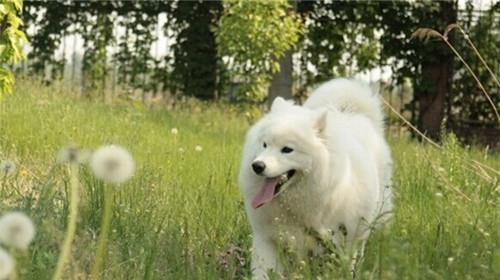 What are the factors that lead to Samoyed's tears?