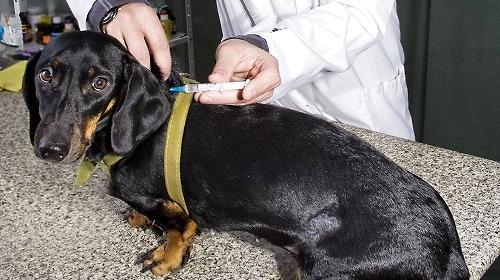 What are the factors that lead to the failure of dog vaccination?