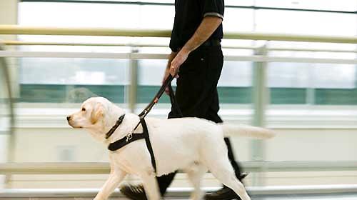 What are the most suitable dogs to be guide dogs, and the precautions for guide dog training?