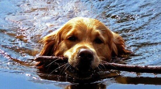 What are the precautions for dogs swimming?