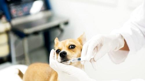 What are the problems needing attention in pet physical examination?