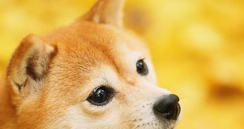 What are the reasons that affect the price of Shiba Inu? What should I pay attention to when raising Shiba Inu?