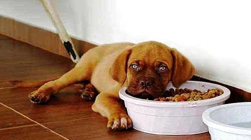 What are the reasons why dogs are picky eaters, and what should they do?