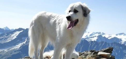What are the things that dogs need to pay attention to before climbing a mountain?