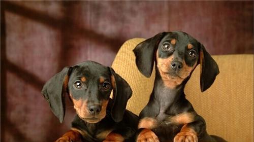 What can't dachshunds eat?