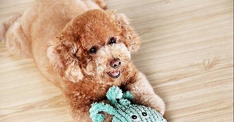 What causes poodle gum?