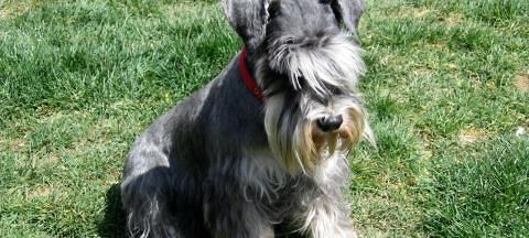 What causes Schnauzer dogs to vomit?