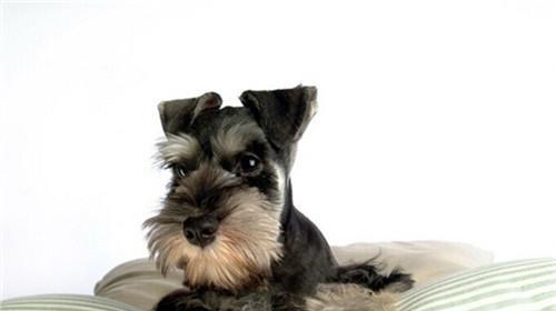 What causes Schnauzer's illness easily?