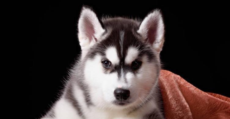 What causes the husky dander to increase?