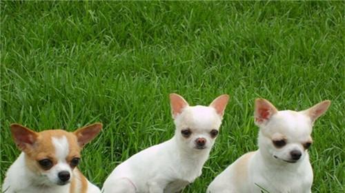 What diseases are Chihuahua prone to?
