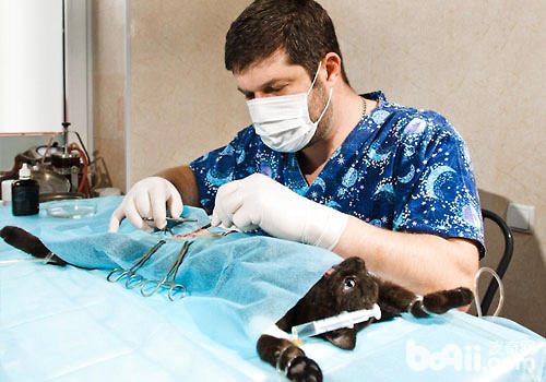 What do cats need to prepare before surgery?