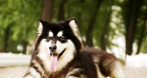 What do you think of pure Alaskan dogs? What are the characteristics of pure Alaskan dogs?