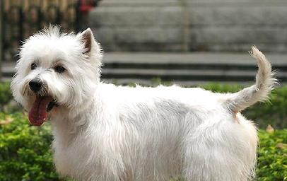 What do you think of the purity of the West Highlands? What are the characteristics of pure white terrier in West Highland?