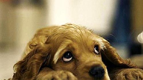 What if dogs often shed tears?