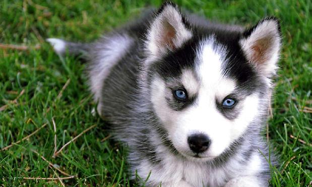 What if husky puppies love to lose their hair?