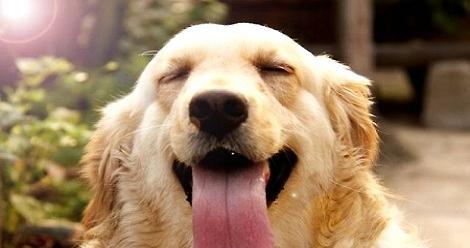 What if the 3-month-old golden retriever has diarrhea?