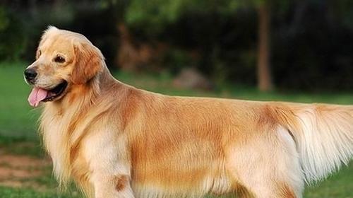 What is a dog pedigree certificate?