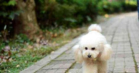 What is the cause of poodle indigestion?