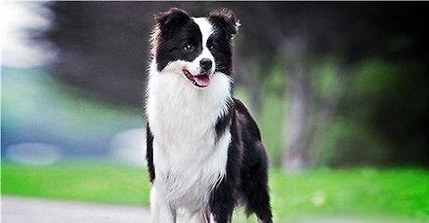 What's the character of border collies? Introduction of Border Collie Character