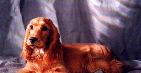 What is the difference between American cocker spaniel and British cocker spaniel?