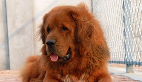 What is the difference between Tibetan mastiff and common dogs?
